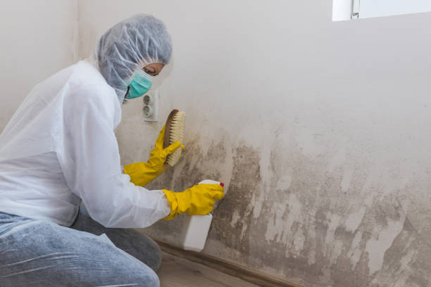 Best Mold Remediation for Healthcare Facilities  in Bell, CA